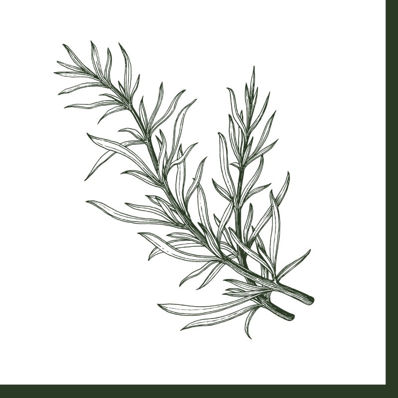 Rosemary Dinner Napkin