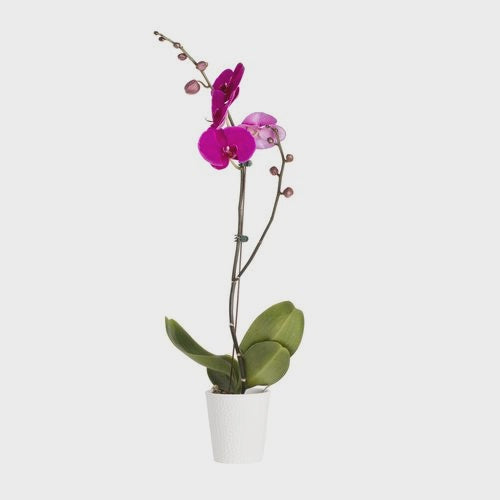 Indoor Plants - Phalaenopsis Orchid 95mm in Deco Pot