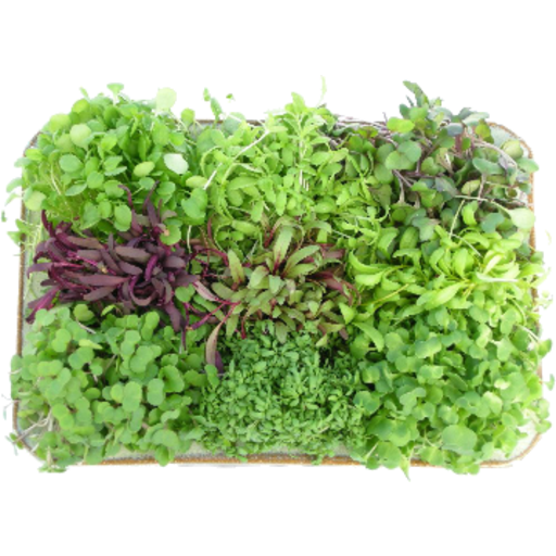 Living Micro Herbs