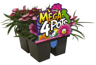 Pohlmans Mega 4 Pots Flowers Assorted