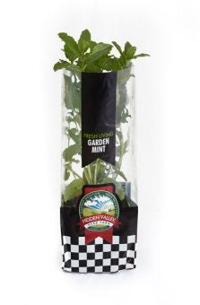 Pohlmans Hidden Valley Potted Mint 100mm